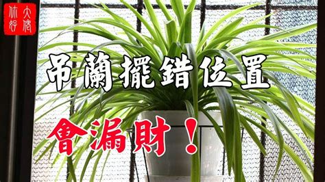 吊蘭廁所風水